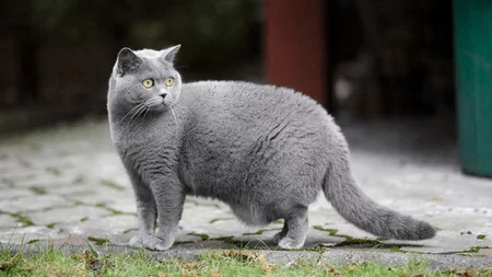 Британская кошка 