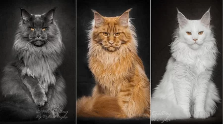 коты мейн-куны 