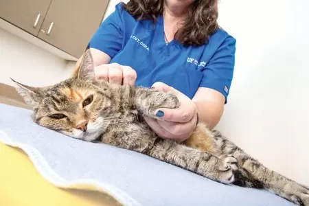 Кот у ветеринара 