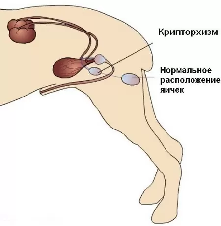 как выглядит крипторхизм у кота