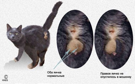 Фото кошачьего крипторхизма 