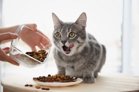 Сколько раз кормить кошку