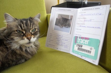 Ветеринарный паспорт кота  