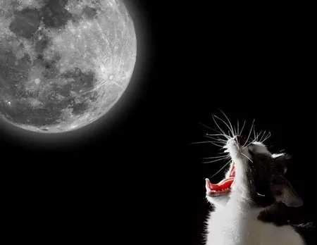Кот орет на лучу