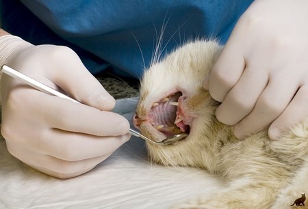 Проверка зубок у котенка при смене