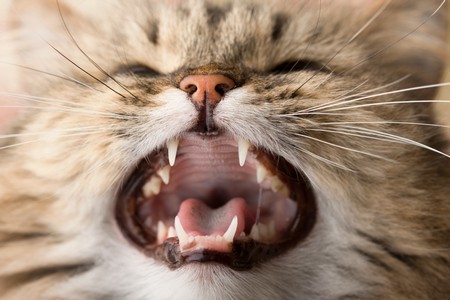 Сколько зубов у котенка в 5 месяцев 