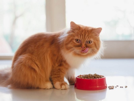 Набор веса на сухом корме у кошек