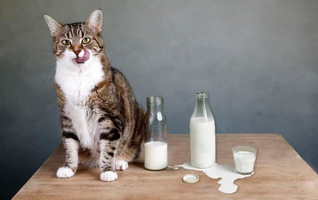 Кисломолочные продукты в рационе кошек