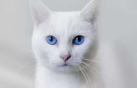 Белая кошка с голубыми глазами