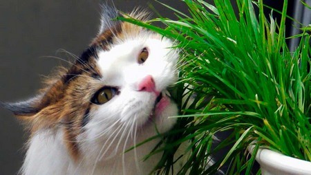 Как отучить кошку грызть цветы