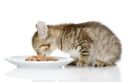 Профилактика панкреатита у кошек