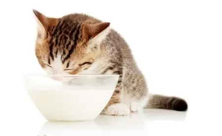 Можно ли кошкам молоко