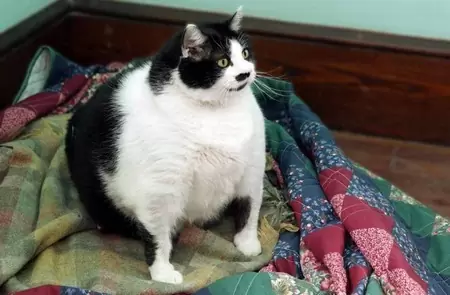 Как похудеть кошке