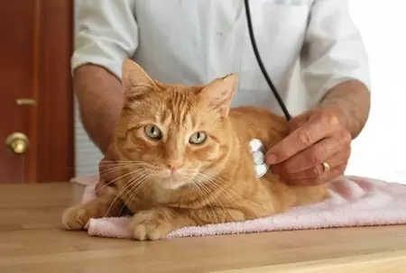 Панкреатит у кошек