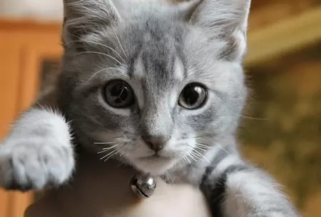 Что будет, если коту обрезать усы