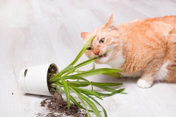 Как отучить кошку есть ваши комнатные растения
