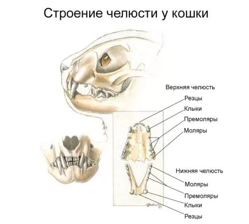 Строение кошачьей челюсти схема